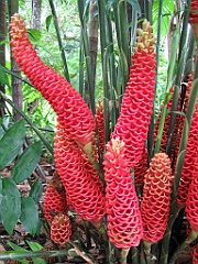 073 Cairns Botanic Gardens